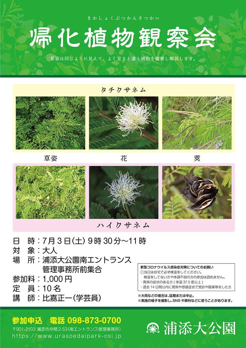 浦添大公園 帰化植物観察会 21年08月07日 土 浦添の地域密着型ポータルサイト ビジネス モール うらそえ