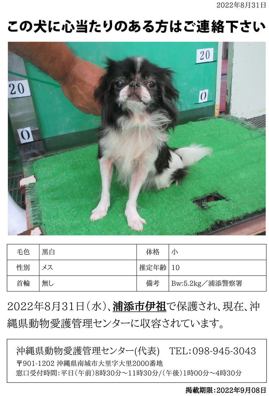 浦添市伊祖 チン 迷い犬 捕獲犬 保護犬情報 収容期間22年09月08日 木 まで 浦添の地域密着型ポータルサイト ビジネス モール うらそえ